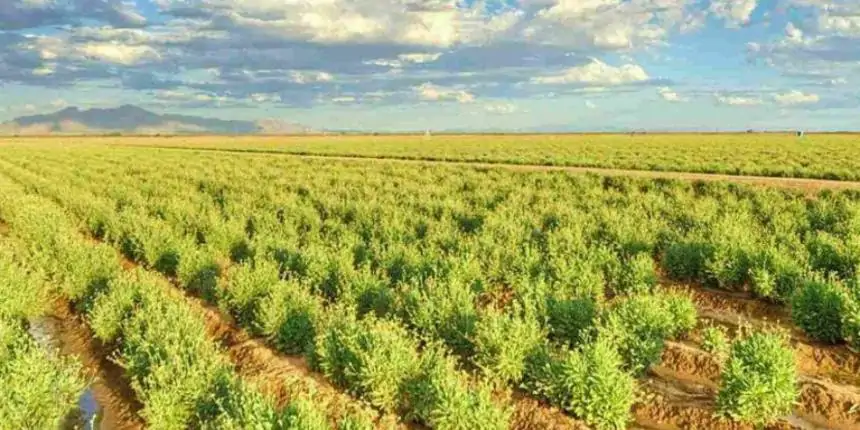 Bridgestone investe R$ 500 milhões para produzir borracha no deserto